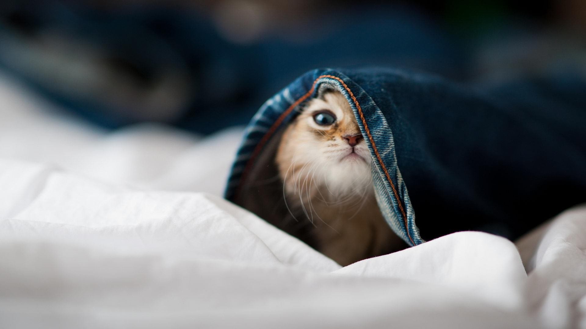 多特蒙德客场作战，离性命大逆转还有多远？，多特蒙德现状