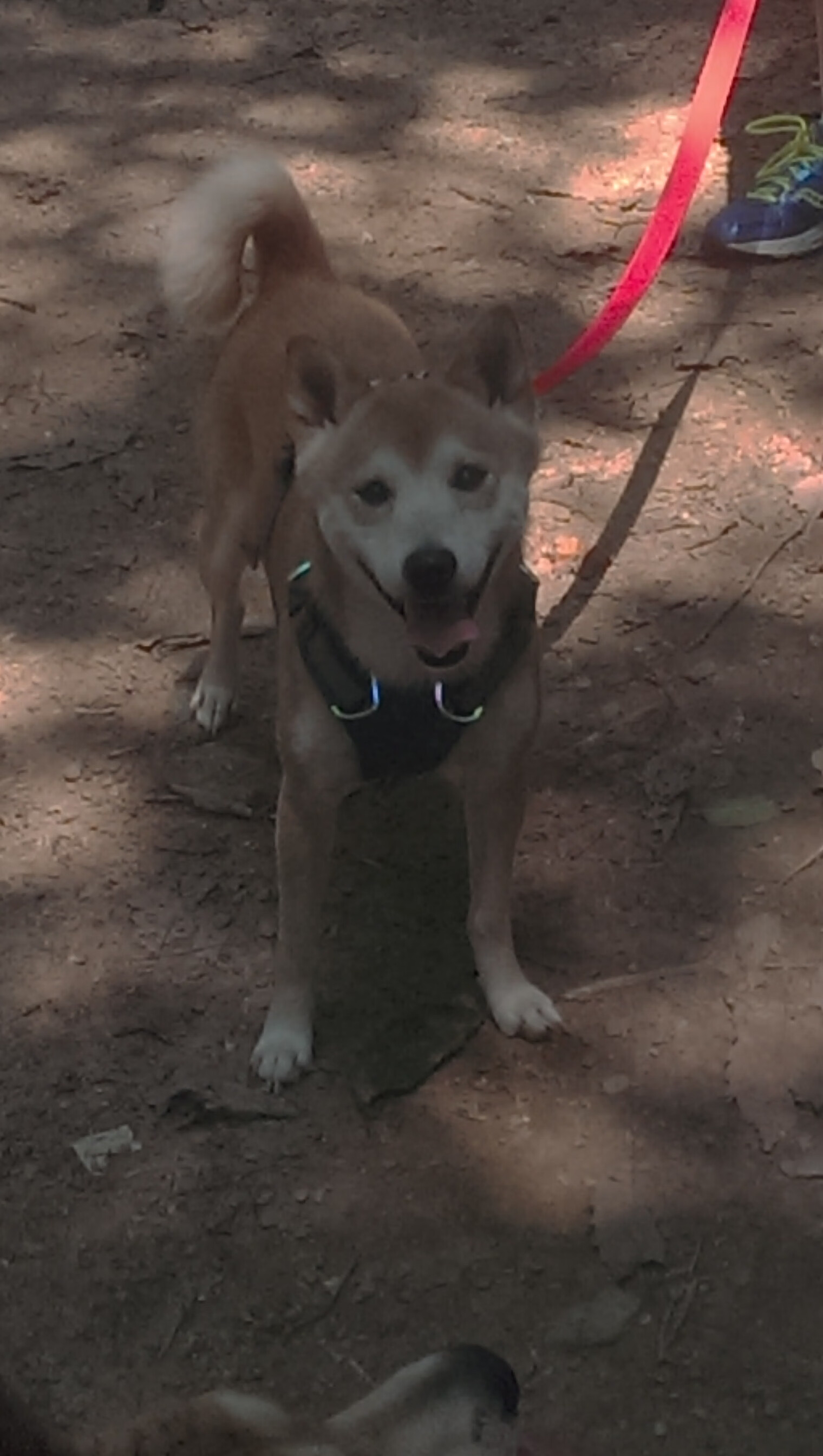 NBA球员伤病预防措施，nba球队伤病